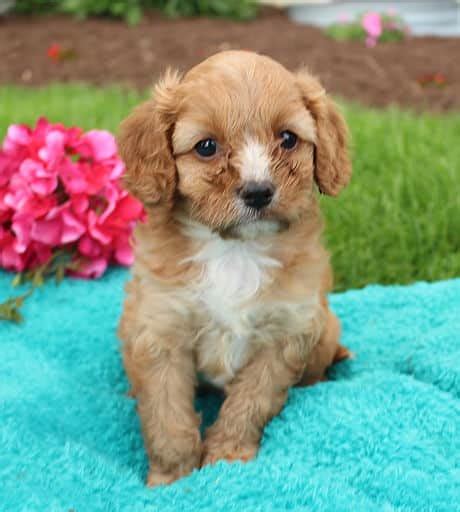 Cavapoo Puppies For Sale • Adopt Your Puppy Today • Infinity Pups