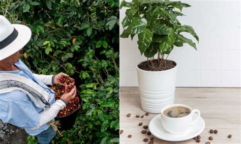 Planta Del Café O Cafeto Características Y Cultivo Jardinatis