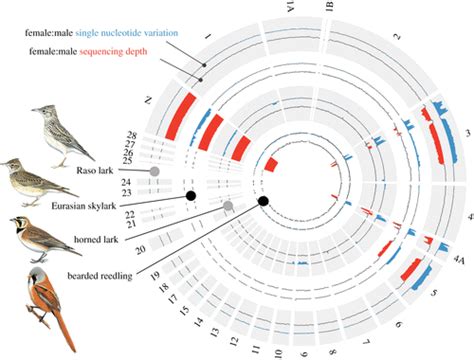 Repeated Sex Chromosome Evolution In Vertebrates Supported By Expanded