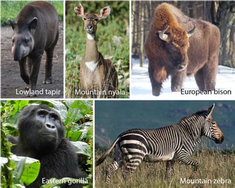selected threatened large herbivore species endan germent