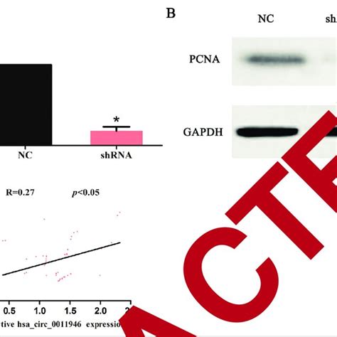 Downregulation Of Hsa Circ 0011946 Inhibited PCNA In OSCC A RT QPCR