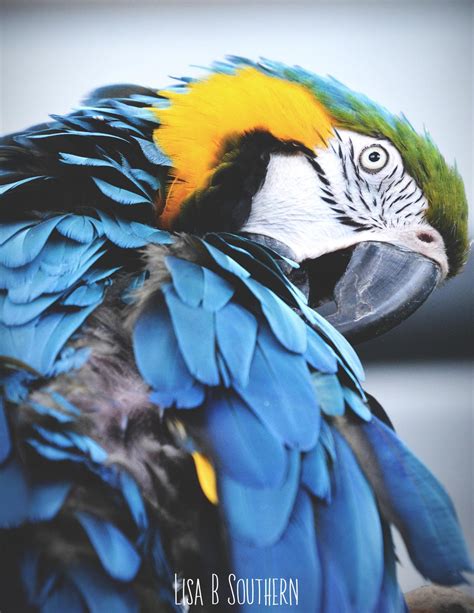 ruffle feathers golf club 4