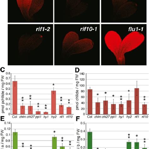 Tetrapyrrole Pathway Mutants Have Defects In Chlorophyll And Porphyrin Download Scientific