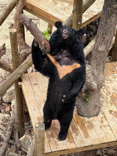 壽山動物園打造人熊友善環境 黑熊展現豐富行為多樣姿態