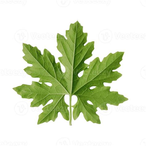 Bitter melon leaves isolated on transparent background. 27120060 PNG