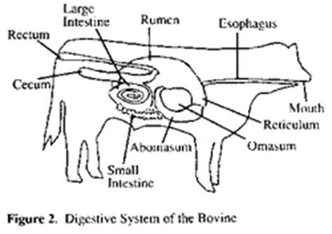 Cow - Animal Digestion