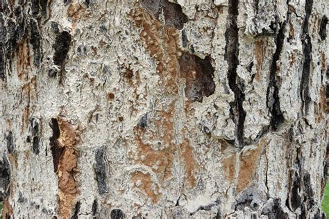 Texture and coloured Tree Bark closeup,hard bark tree woody surface,the ...