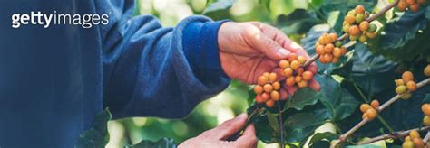 Banner Man Hands Harvest Yellow Bourbon Coffee Bean Ripe Berries Plant