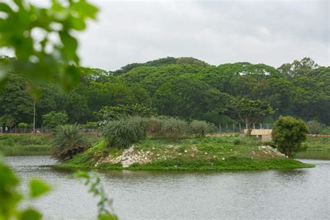 Kowdenahalli Lake Transforms From Swamp To Ecological Haven Bengaluru