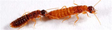 Termite study: Scientists zero in on how termites coordinate mating ...