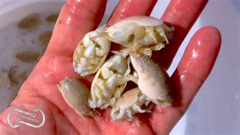 All About Sand Fleas The Beachfishing Bait Of Champions Youtube