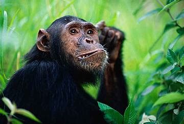 Especies Y H Bitats Chimpanc Nuestro Trabajo Wwf Espa A