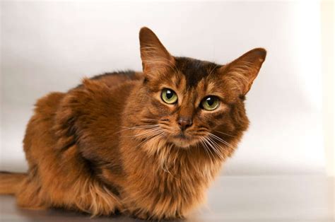 Popular Orange Cat Breeds And Tabby's • Purrfectcatbreeds