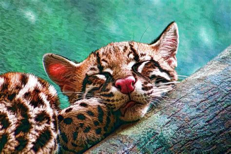 Sleeping Baby Ocelot Kitten Painting by Tracie Kaska - Fine Art America