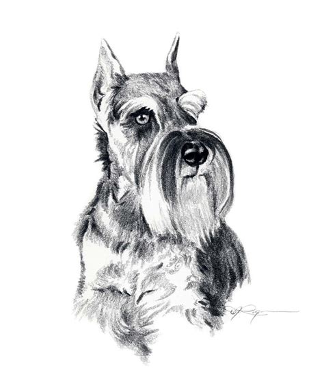 Dibujos De Schnauzer Para Colorear Vsun