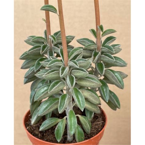 Peperomia Asperula Plantae Orchids And Rare Plants