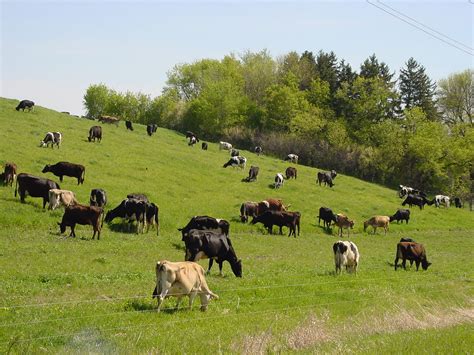 cows on pasture10 | Cows on pasture at Cedar Summit Farm. | Cedar