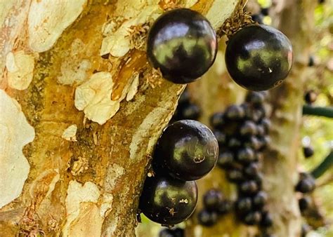 Jabuticaba la fruta brasileña que crece directamente en el tronco del