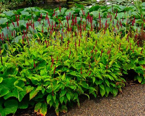 Persicaria Amplexicaulis Gardensonline