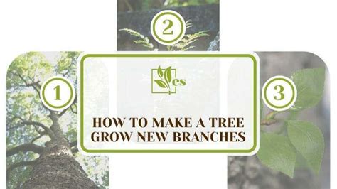 How To Make A Tree Grow New Branches Notching And Pruning Techniques