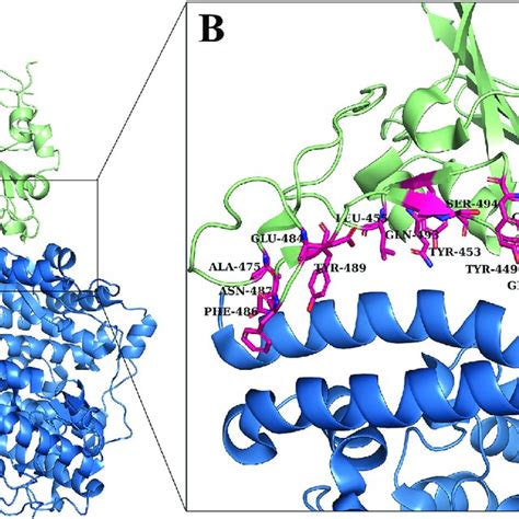 Interface Of Sars Cov 2 S Rbd And H Ace2 Receptor A S Rbd And Ace2