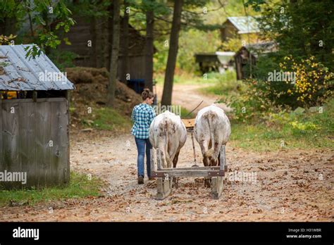 Yoke of oxen hi-res stock photography and images - Alamy