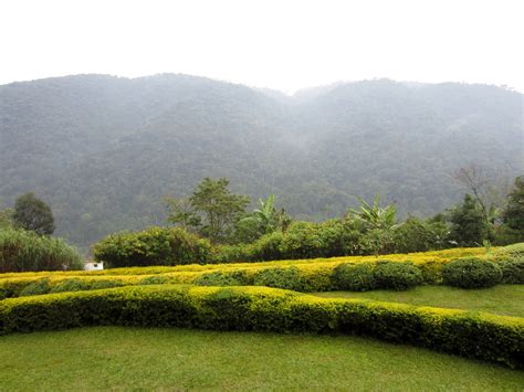 View of the Bwindi Impenetrable Forest - ZooChat