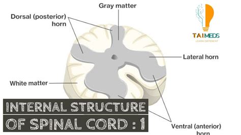 Spinal Cord 2 Internal Structure Of Spinal Cord Part 1 Gray Matter