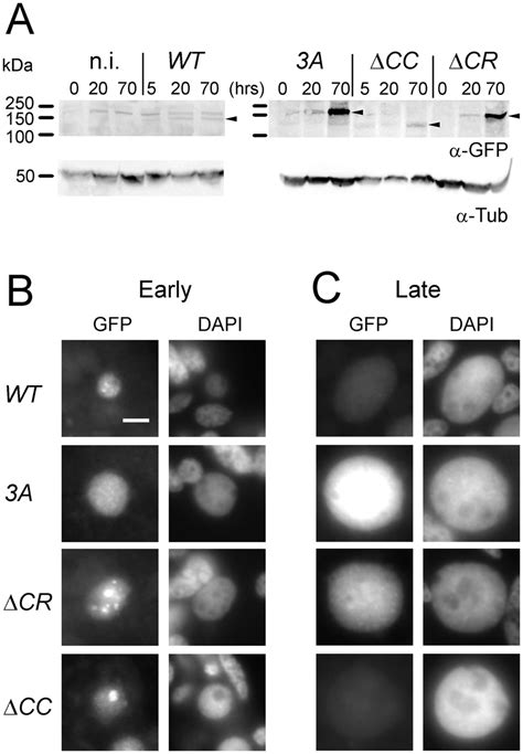 Expression And Localization Of Pgm Gfp And Its Mutant Derivatives In