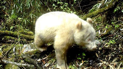 Albino Panda Spotted in the Wild for the First Time | Live Science