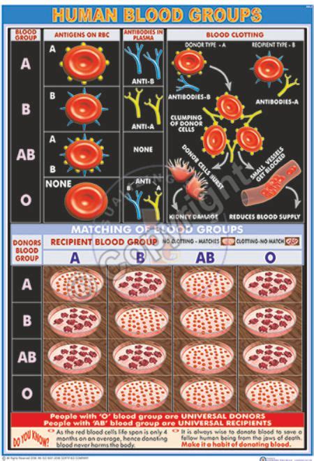 Victory Graphik Ha 22 Vestigial Organs