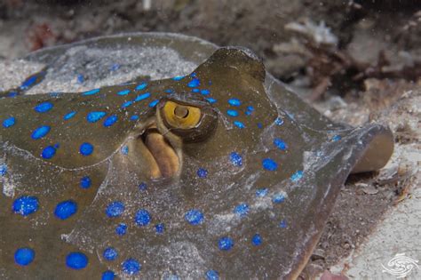 Bluespotted Ribbontail Ray Facts And Photographs