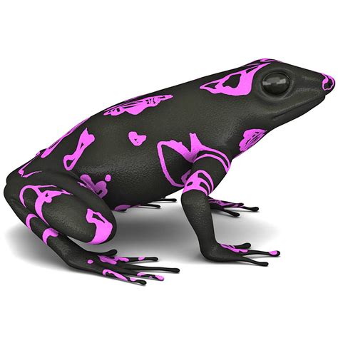 Atelopus Frog 3D Model 59 Lwo Obj Max C4d 3ds Ma Free3D