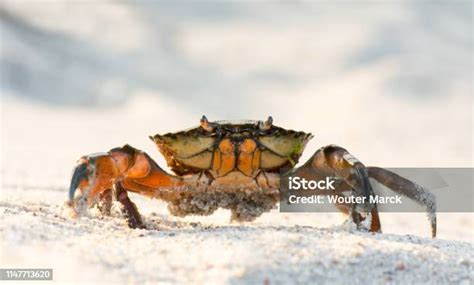 kepiting pantai foto stok  gambar  pantai striped