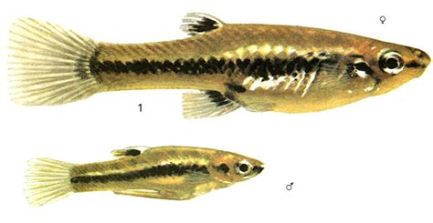 Heterandria Formosa Agassiz