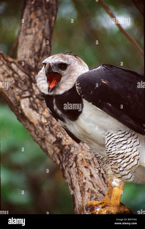 Male harpy eagle screaming calls Stock Photo - Alamy