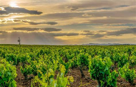 Rioja Archivos Bodegas Cornelio