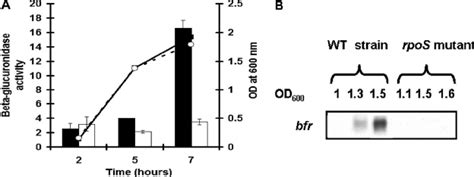 Effect Of An Rpos Mutation On The Expression Of The E Chrysanthemi Bfr