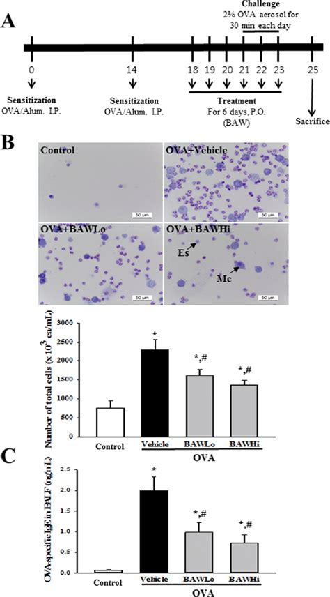 Number Of Immune Cells And Level Of Ova Specific Ige In Balf A