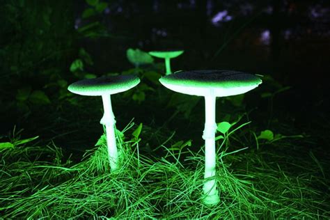 Bioluminescent Fungi | what i do