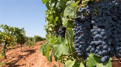 Los Mejores Vinos De Mallorca Tipos Y Denominaciones De Origen Mallorca