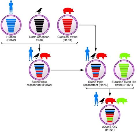 Jci Virulence Determinants Of Pandemic Influenza Viruses