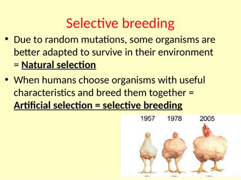 Selective Breeding - Edexcel 9-1 Biology | Teaching Resources