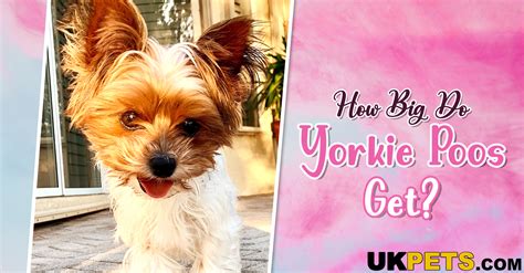 How Big Does a Full-Grown Yorkie Poo Get? | UKPets