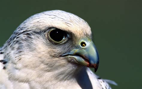 Download Animal Falcon Hd Wallpaper