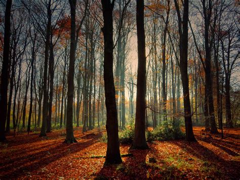 Wallpaper Sunlight Landscape Nature Grass Sky Wood Branch