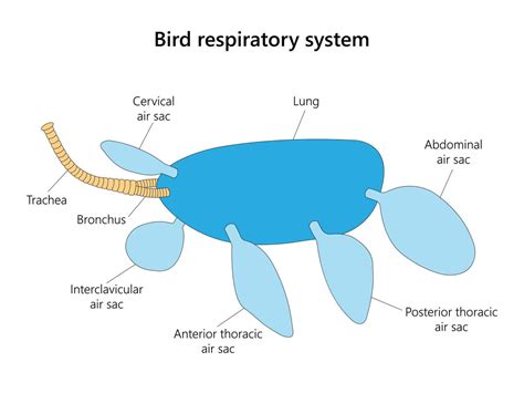 The Unique Respiratory System of Birds | Birdfact