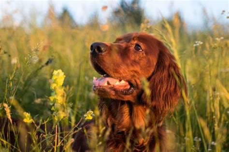 Irish Setter Dog Breed Description – The Hunting Dog