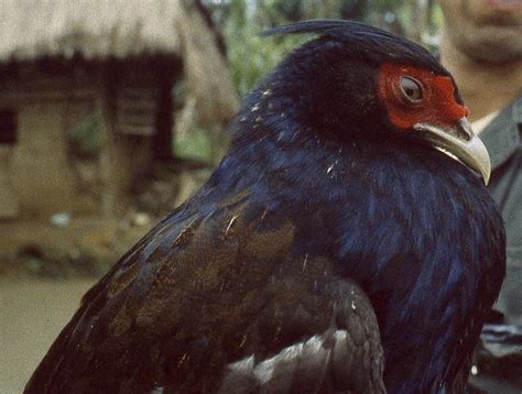 Imperial pheasant - Alchetron, The Free Social Encyclopedia