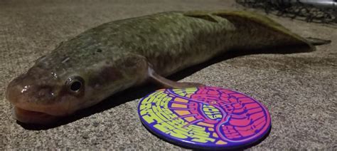 Burbot | www.roughfish.com